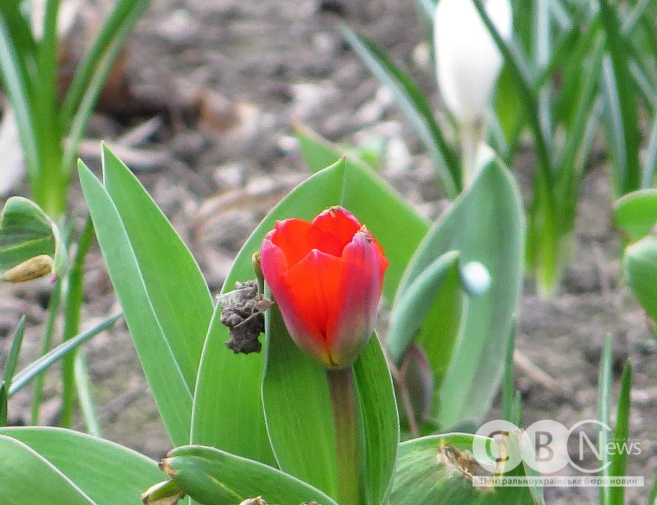 Тюльпан на клумбі