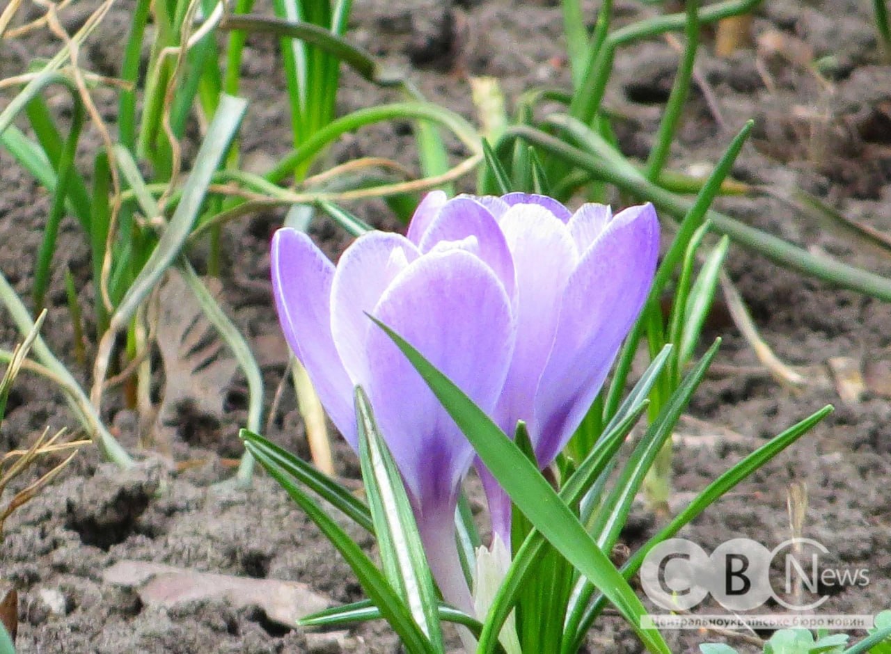 Крокуси на клумбі