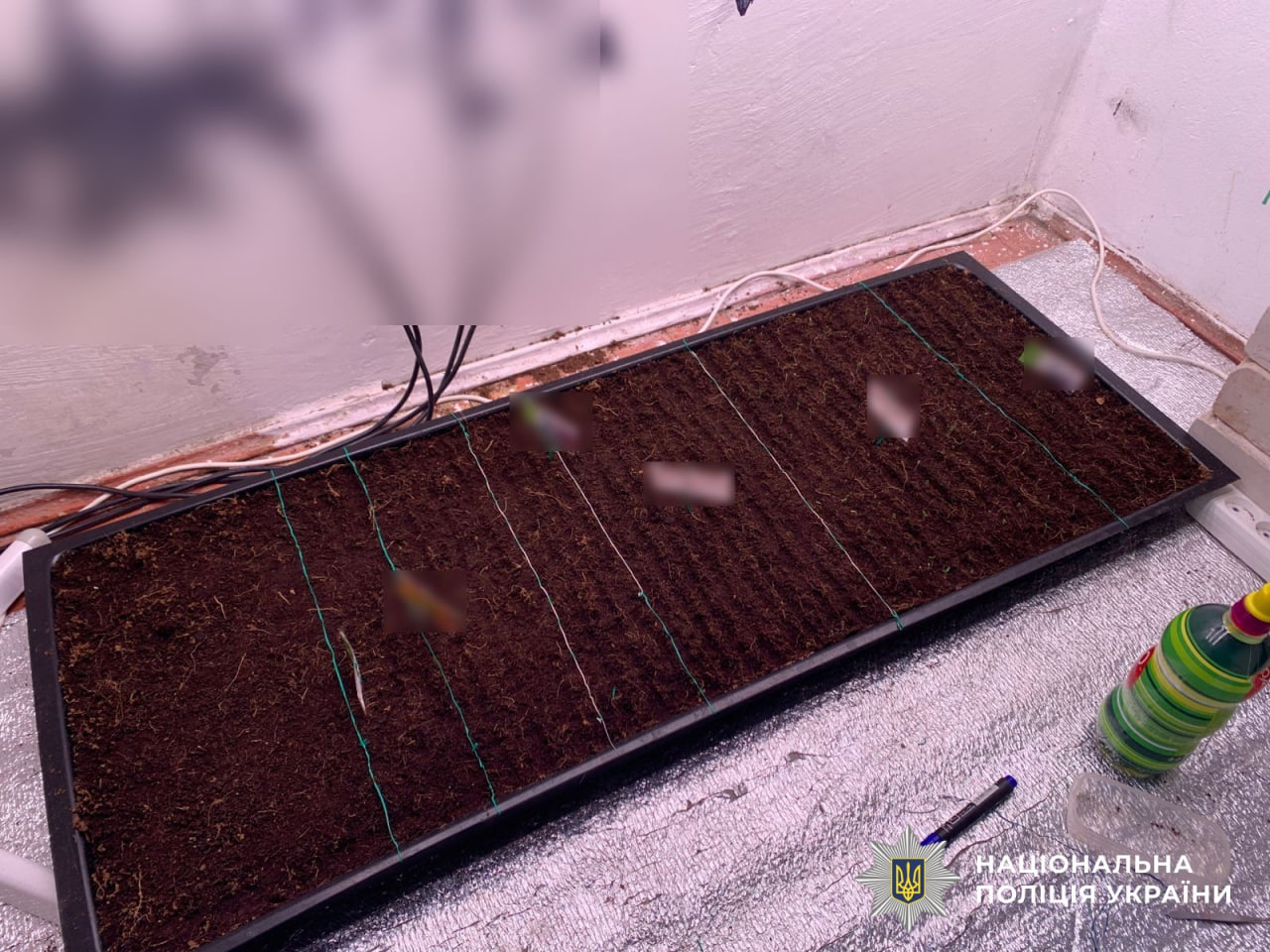 Клумба для вирощення канабісу