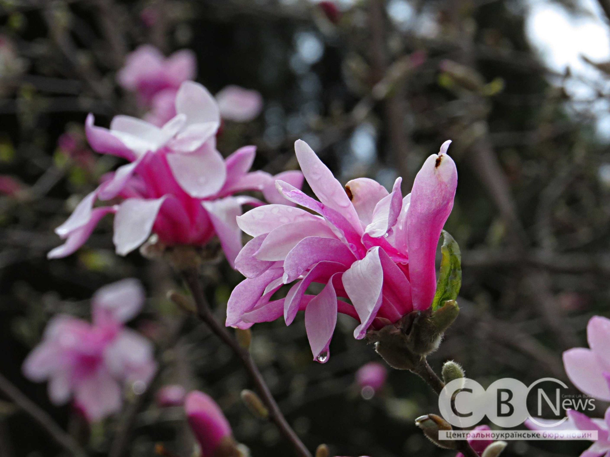 photo_5397852006866687525_w