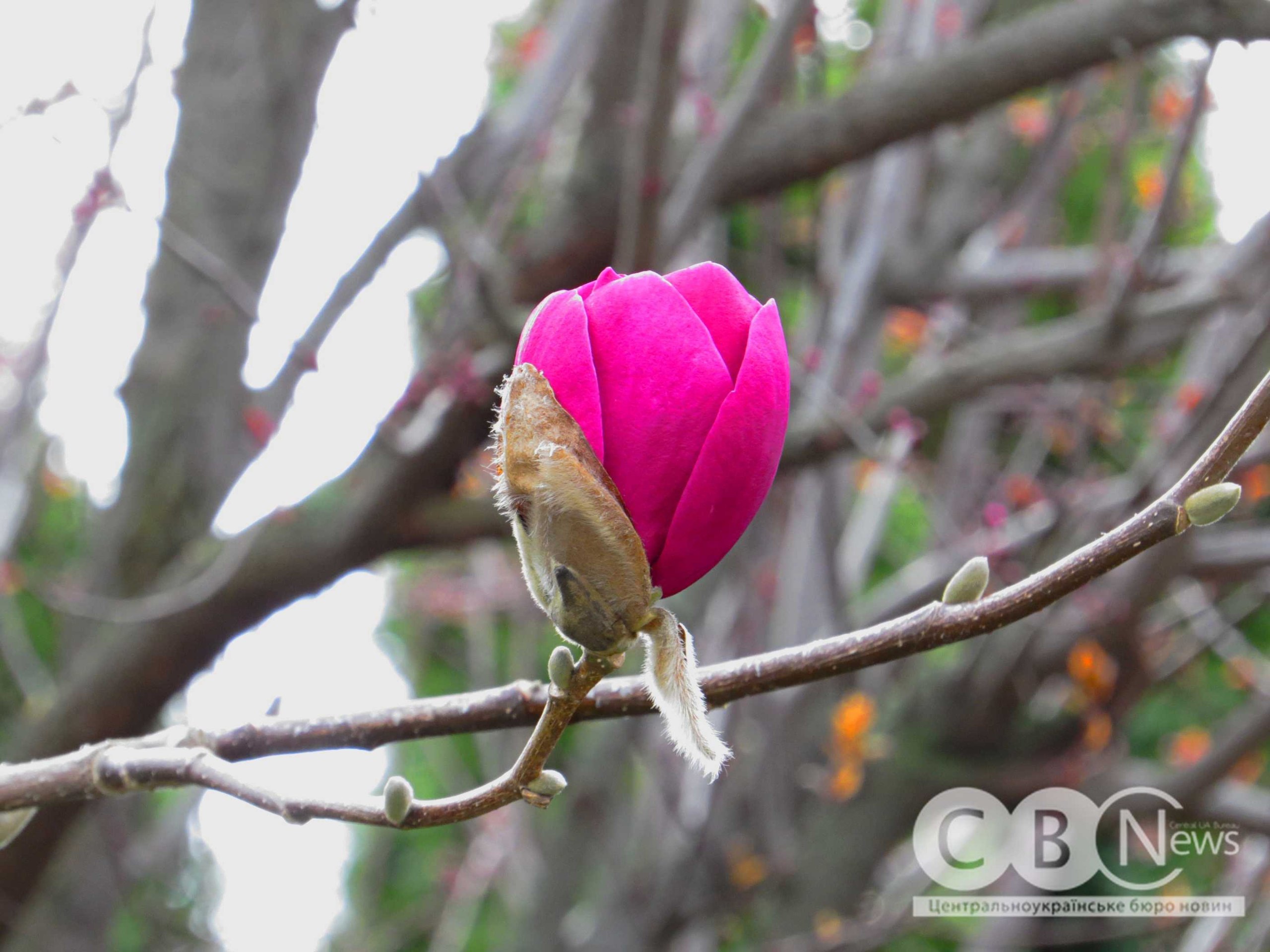 photo_5397852006866687526_w