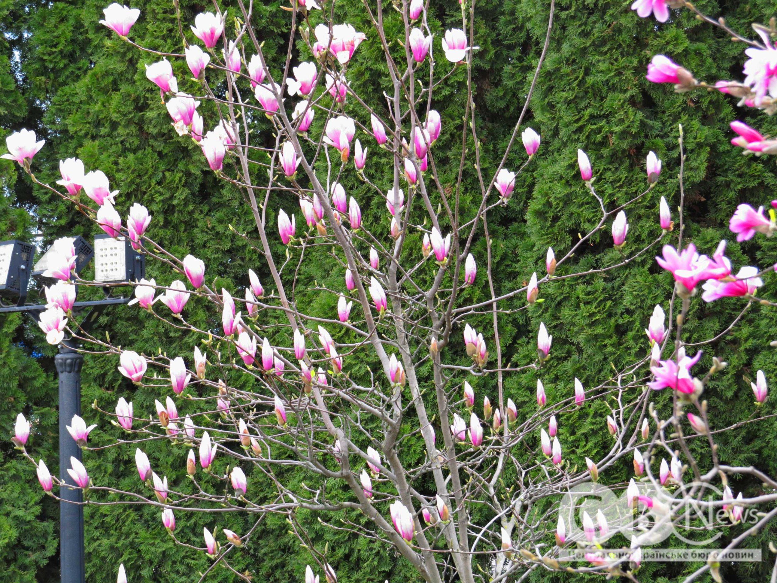 photo_5397852006866687527_w