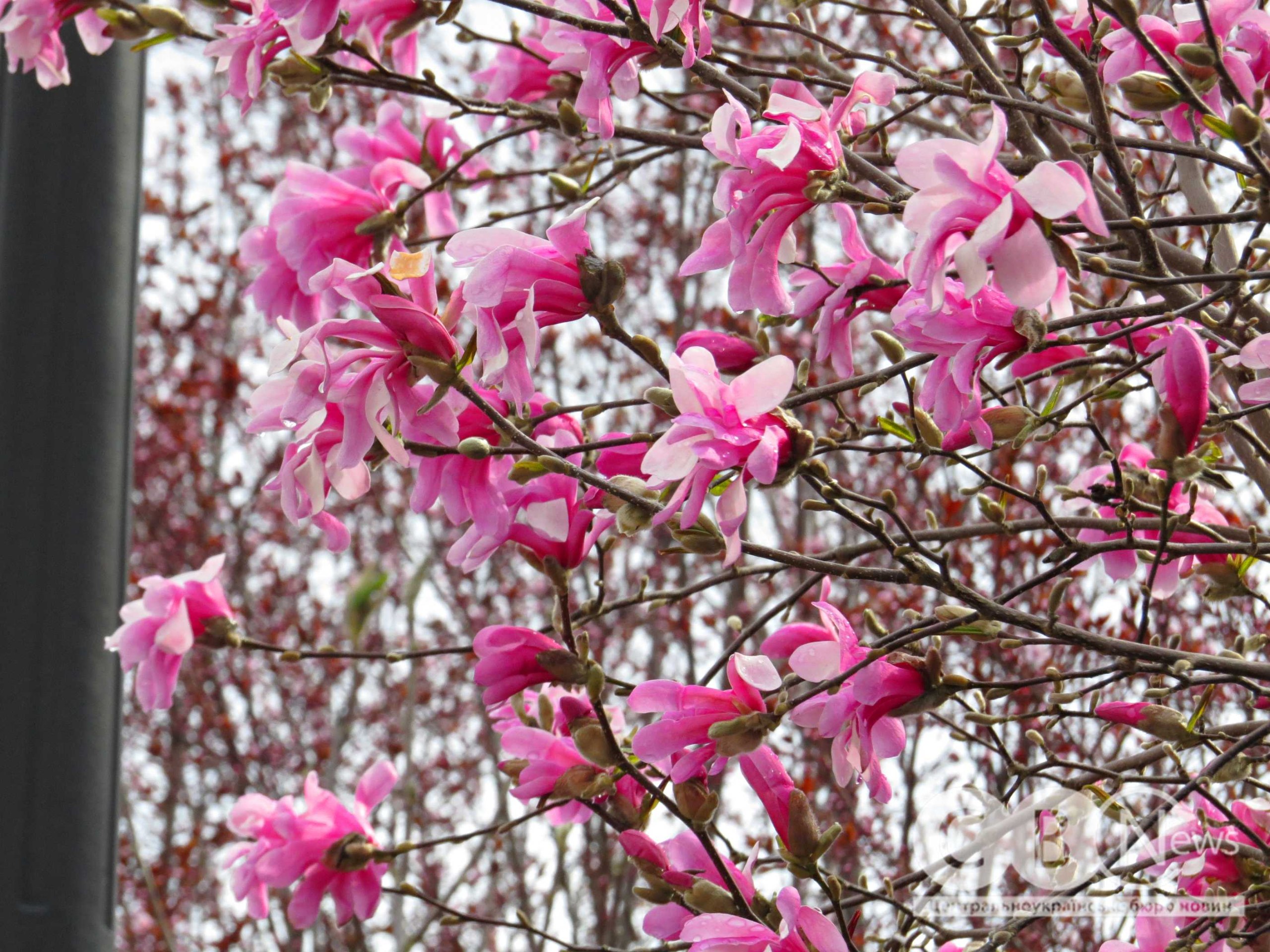 photo_5397852006866687530_w