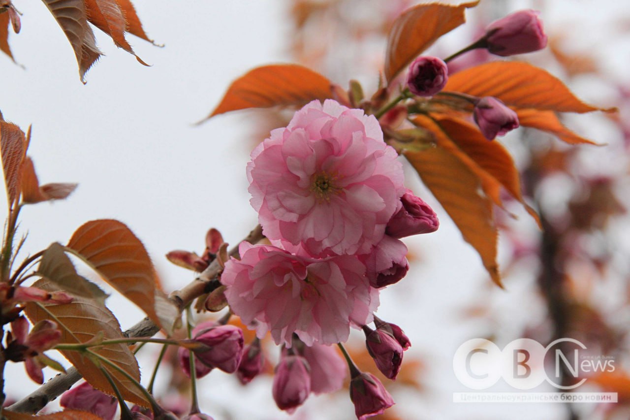 photo_5445137711305004137_y