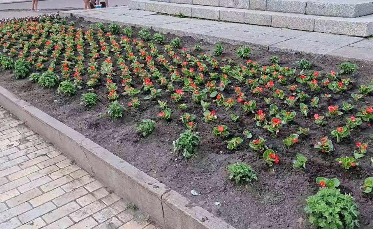 Комунальники висадили квітник з бегоній на площі Героїв Майдану в Кропивницькому.