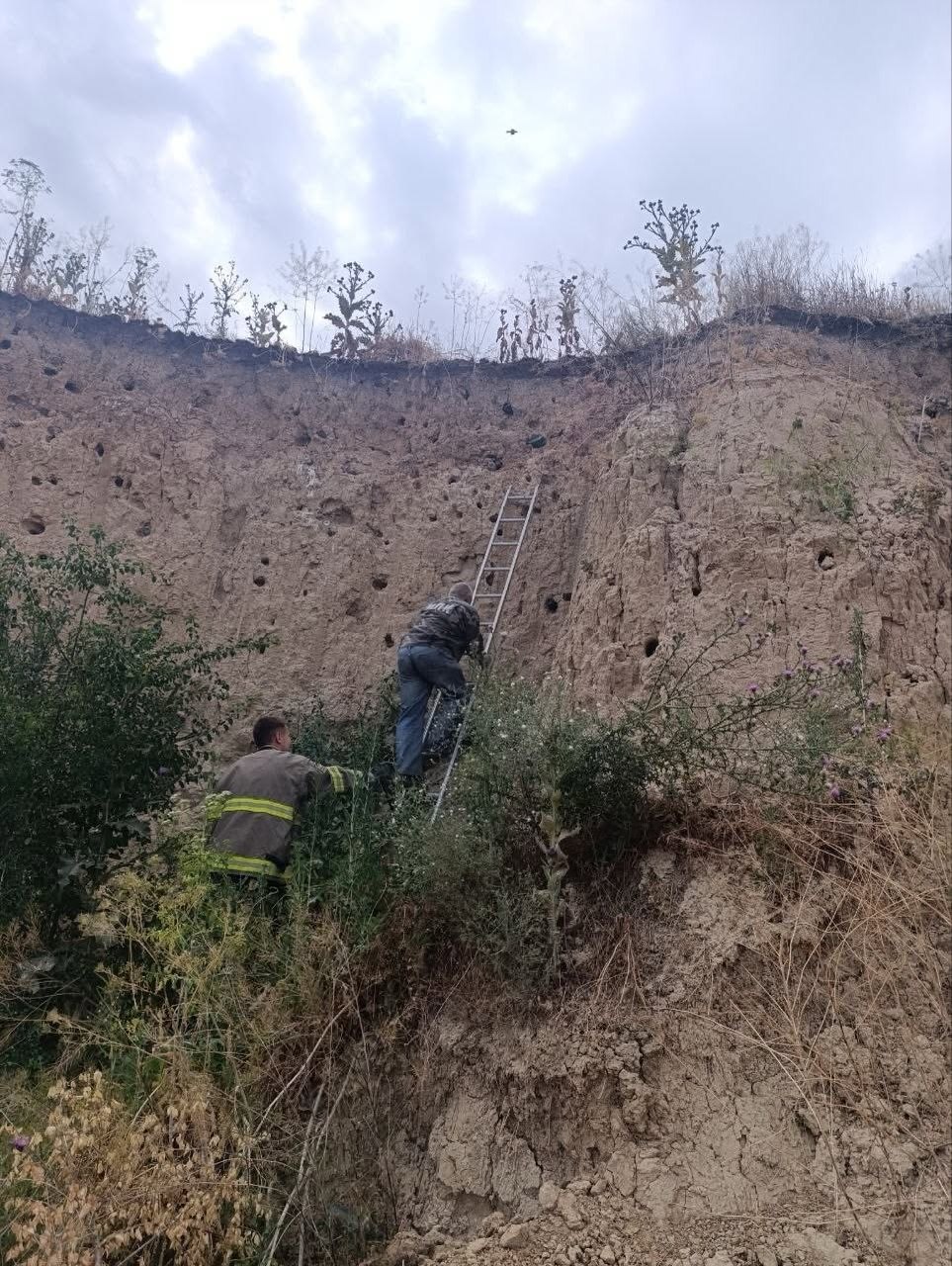 У Новій Празі прибрали пляшки, якими заблокували гнізда колонії птахів