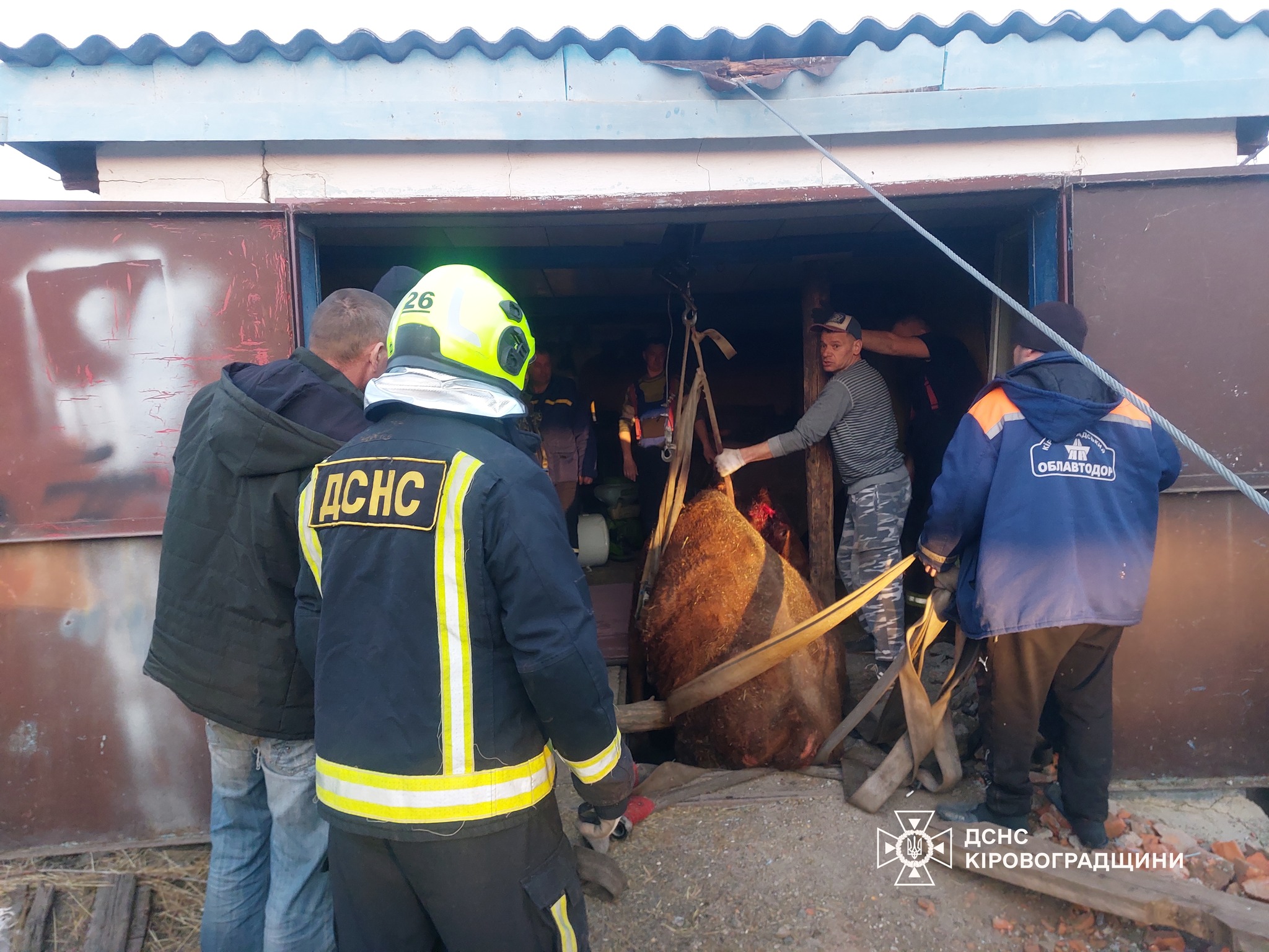 Рятувальники дістали з ями корову в Голованівському районі 