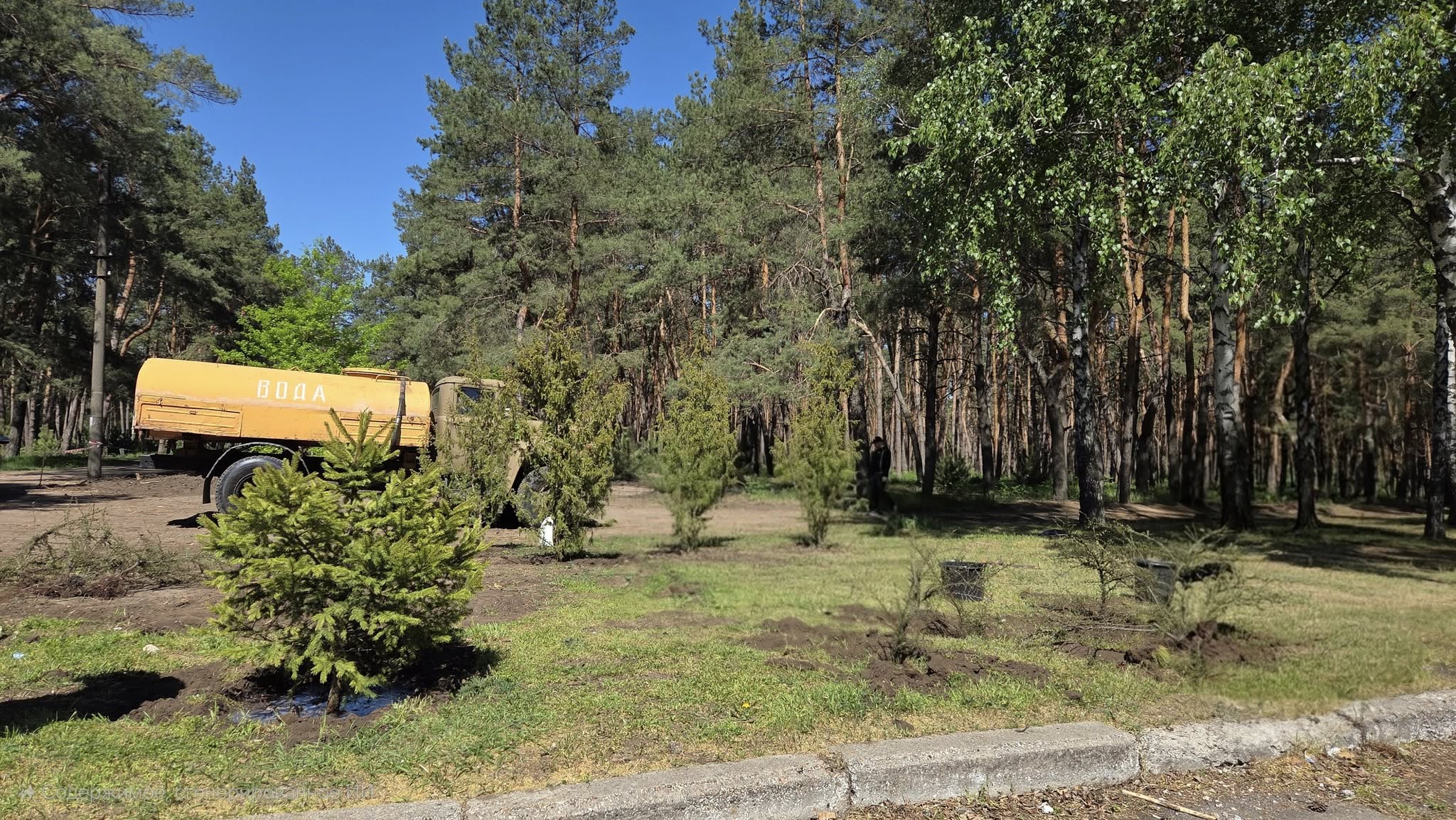 У Кропивницькому в Гаю Десантників висаджують 200 декоративних кущів
