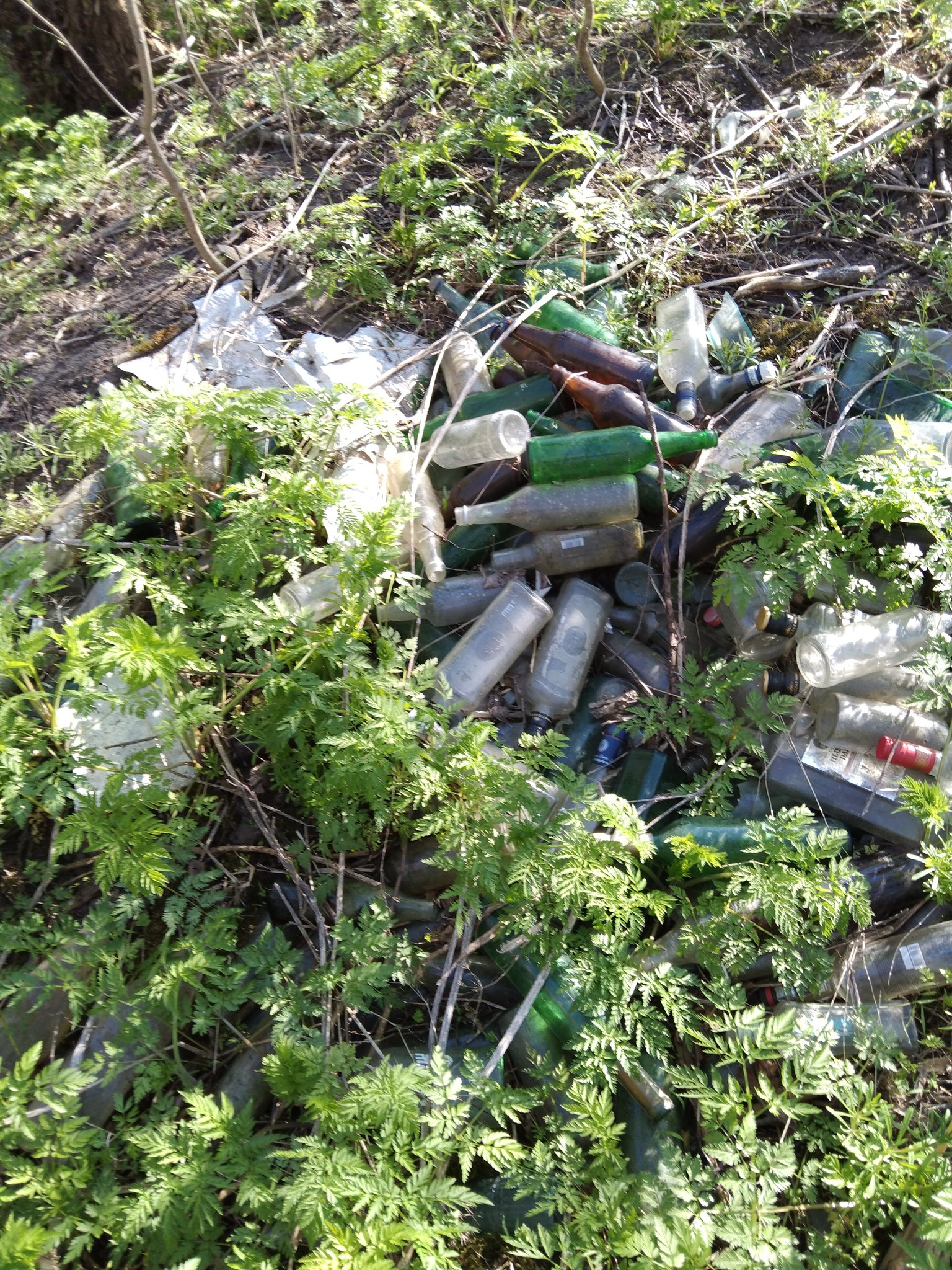 У заказнику вирубували дерева та викидали сміття