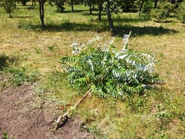 IMG_20200706_132541