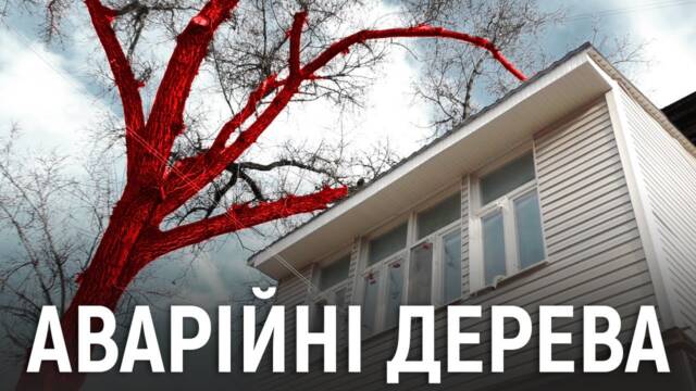 Аварійні дерева Кропивницького: як вирішити проблему (відео)