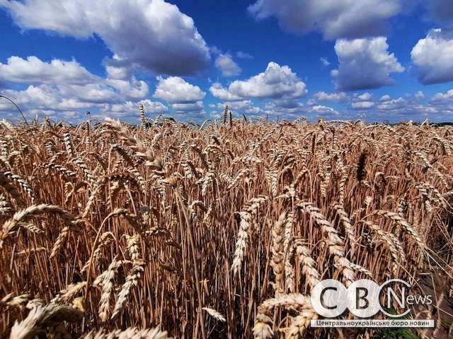пшениця, поле